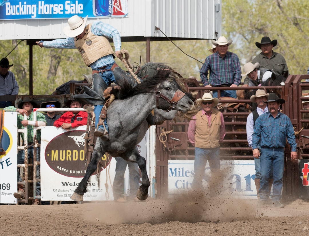 Photo Rodeo bull