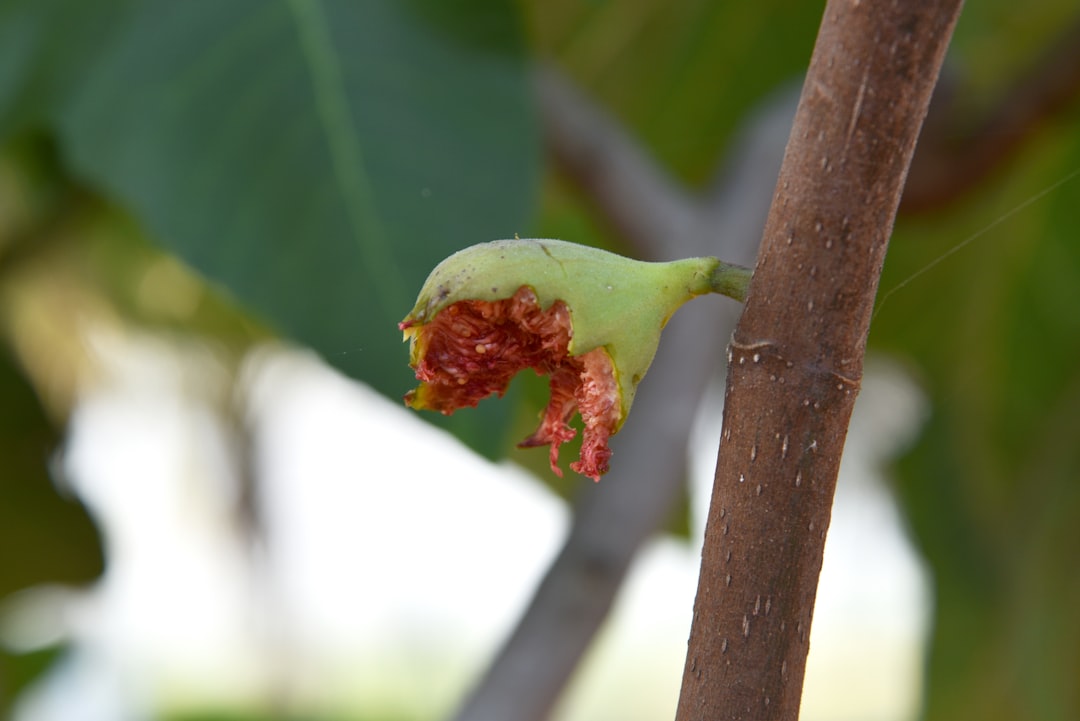 Photo figs, fruit